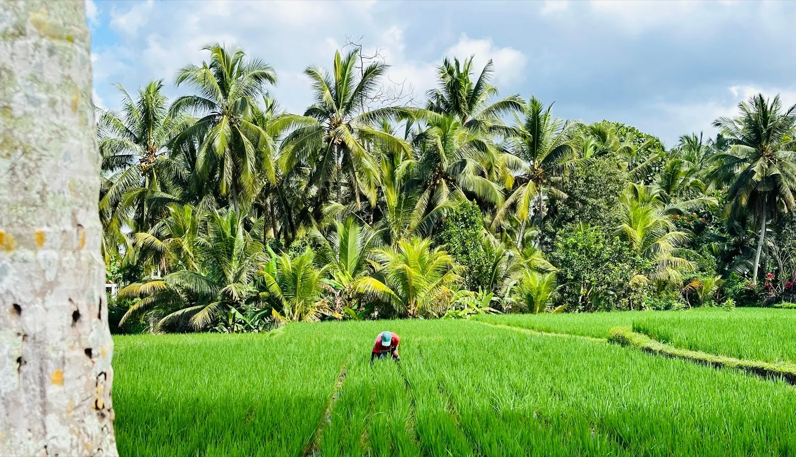 A farmer tending emerald rice terraces fringed by palm trees in Bali