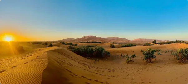 Sunrise over desert dunes dotted with green scrub